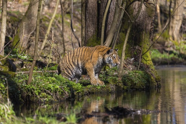 One young female Siberian Tiger, Panthera tigris altaica, standing on shore of a creek in a forest.