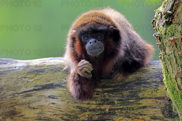 Coppery titi (Plecturocebus cupreus, Syn.: Callicebus cupreus), adult, portrait, tree trunk, South