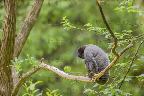 A common woolly monkey, brown woolly monkey, or Humboldt's woolly monkey (Lagothrix lagothricha)