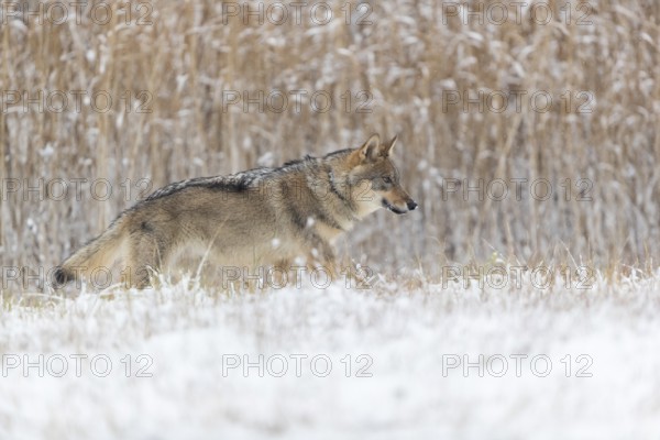 One young male eurasian gray wolf (Canis lupus lupus) running over a snow covered meadow during