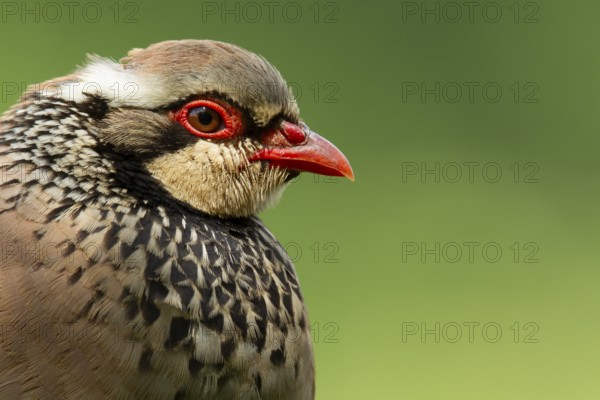 Red legged or French partridge (Alectoris rufa) adult bird head portrait, England, United Kingdom,