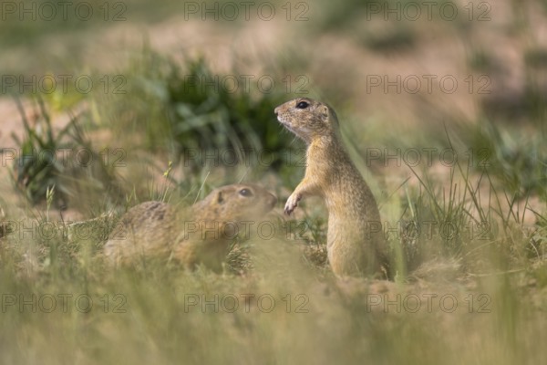 One European ground squirrel (Spermophilus citellus) or European souslik standing erected in tall