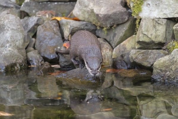 One oriental small-clawed otter or Asian small-clawed otter (Aonyx cinerea), standing in the water