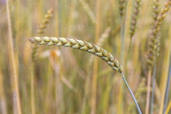 Heirloom wheat (Triticum aestivum ssp.), spike, Burggarten Cadolzburg, Bavaria, Germany, Europe