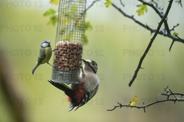 Great spotted woodpecker (Dendrocopos major) and Blue tit (Cyanistes caeruleus) adult birds on a