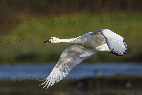 Tundra Swan, Bewick's Swan, Cygnus columbianus in flight at winter in Slimbridge, England, United