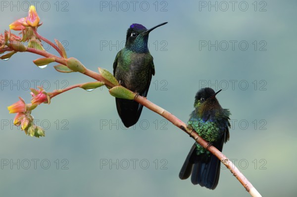 Two Fiery-throated Hummingbirds (Panterpe insignis) on a branch, Costa Rica, Central America