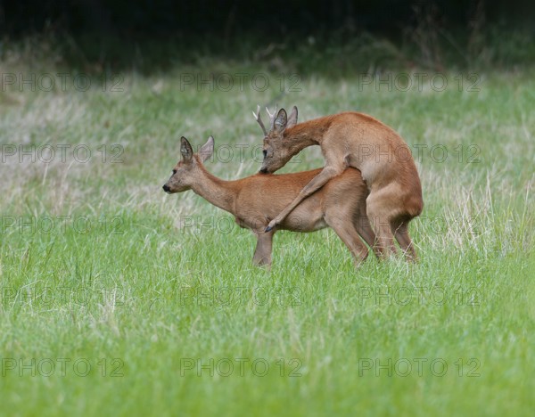Roe deer (Capreolus capreolus), roebuck shoeing a doe in a meadow, mating, Germany, Europe