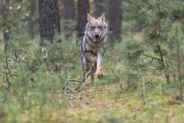 One young male eurasian gray wolf (Canis lupus lupus) running thru a forest with rocks and heather.