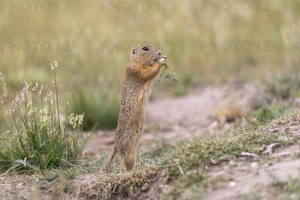 One European ground squirrel (Spermophilus citellus) or European souslik standing erected on sand