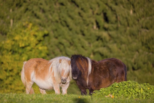 Falabella mare and stallion groom each other. The Falabella (Equus ferus caballus) is the smallest