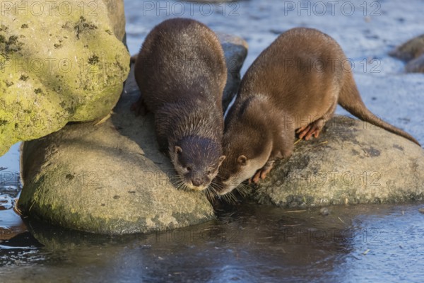 Two oriental small-clawed otter or Asian small-clawed otter (Aonyx cinerea), play with a small