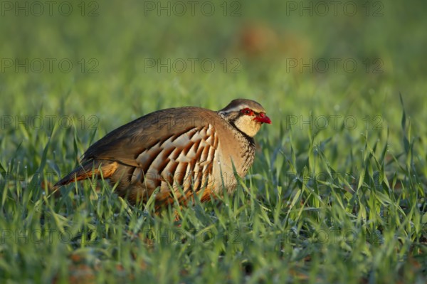 Red legged or French partridge (Alectoris rufa) adult bird in a farmland cereal field, England,