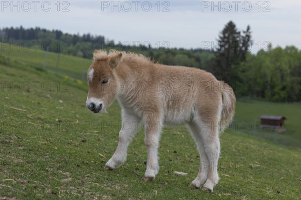 Falabella foal, The Falabella (Equus ferus caballus) is the smallest horse at all