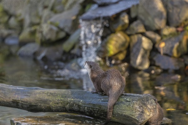 One oriental small-clawed otter or Asian small-clawed otter (Aonyx cinerea), in a creek in front of