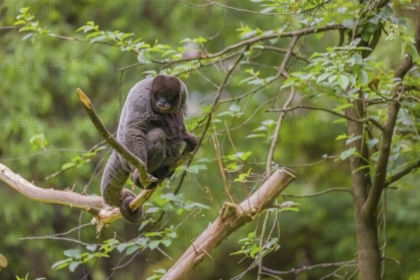 A common woolly monkey, brown woolly monkey, or Humboldt's woolly monkey (Lagothrix lagothricha)