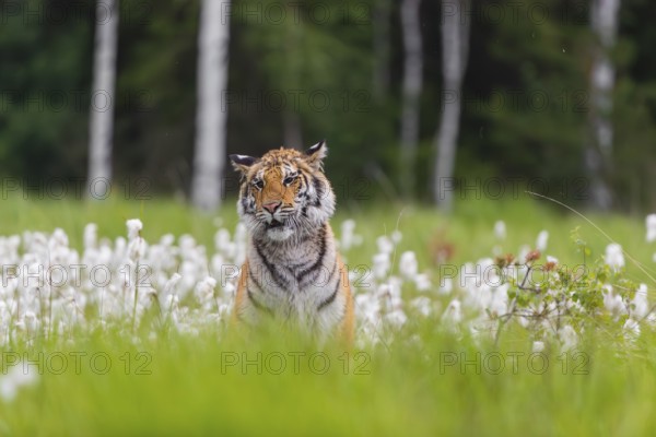One young female Siberian Tiger, Panthera tigris altaica, sitting in tall cottongrass. Early