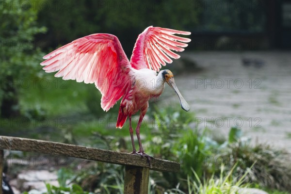 Roseate Spoonbill (Platalea ajaja), adult bird perched on a fence, flapping its wings, native to