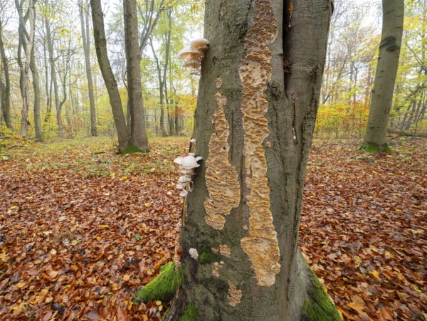 Ringed beech slime beetle (Oudemansiella mucida), fruiting body and the Silvery Porecrust, beech