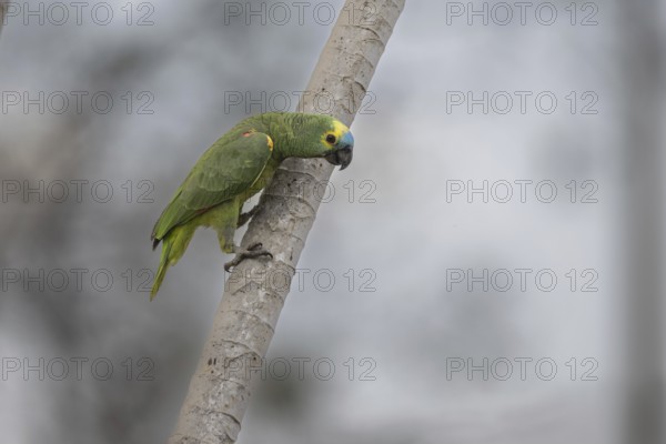 Blue-fronted Amazon (Amazona aestiva), on branch, Pantanal, Brazil, South America