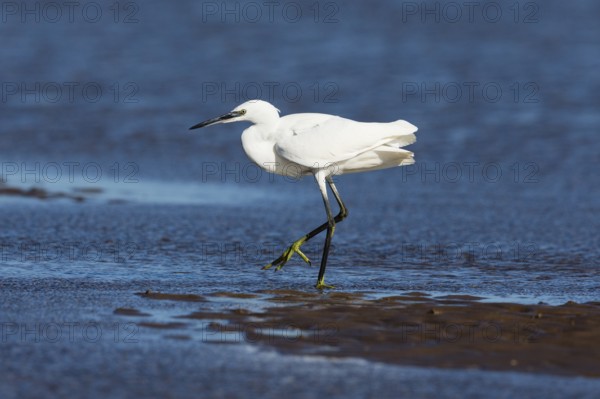 Little Egret (Egretta garzetta), adult bird walking across mudflats at low tide, North Sea, Holy