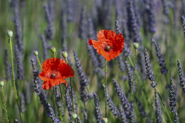 Two bright red poppies in the middle of a lavender landscape under a clear sky, Provence, France,
