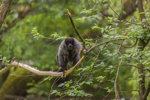 A common woolly monkey, brown woolly monkey, or Humboldt's woolly monkey (Lagothrix lagothricha)