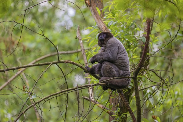 A common woolly monkey, brown woolly monkey, or Humboldt's woolly monkey (Lagothrix lagothricha)