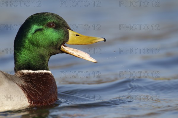 Mallard or Wild duck (Anas platyrhynchos) adult male bird calling or quacking on a lake, England,