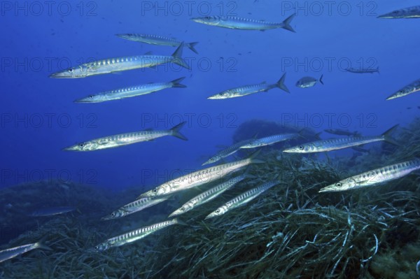School School of fish Group of European barracuda (Sphyraena sphyraena) swimming over Neptune grass