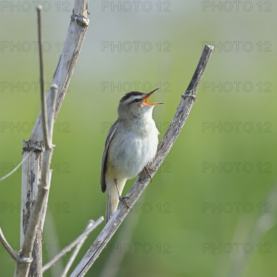 Reed Warbler (Acrocephalus schoenobaenus) singing in a shrub, Wildlife, Lembruch, Ochsen Moor,