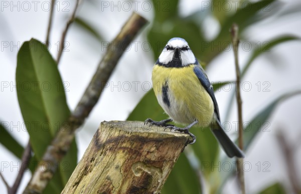 Blue tit (Cyanistes caeruleus) on a branch in cherry laurel, (Prunus laurocerasus)
