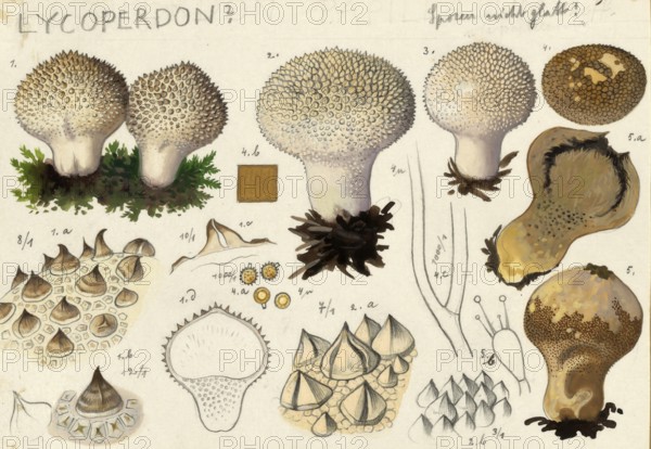 Mushroom, fungi, Lycoperdon, Stäubling, authentic reproduction of an illustration by Hans Walty