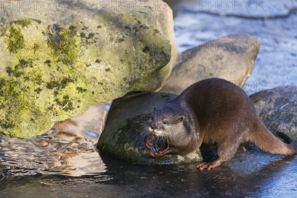 One oriental small-clawed otter or Asian small-clawed otter (Aonyx cinerea), plays with a small
