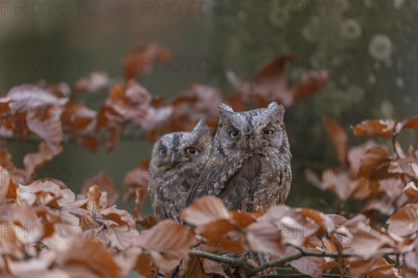 Two Eurasian scops owls (Otus scops)sitting on a twig of a beech tree, embedded in brown leafs