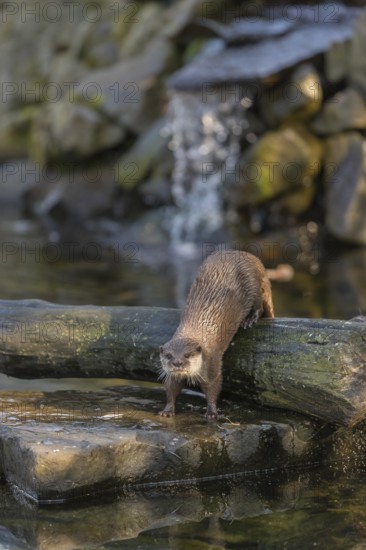One oriental small-clawed otter or Asian small-clawed otter (Aonyx cinerea), in a creek in front of