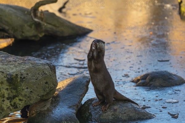 One oriental small-clawed otter or Asian small-clawed otter (Aonyx cinerea), plays with a small