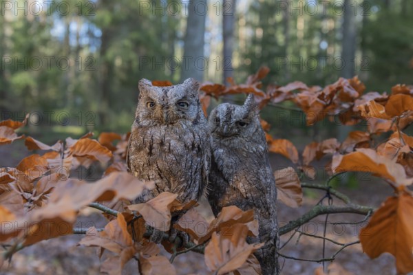 Two Eurasian scops owls (Otus scops)sitting on a twig of a beech tree, embedded in brown leafs