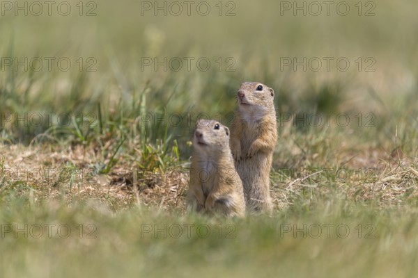 Two European ground squirrels (Spermophilus citellus) or European souslik standing erected in front