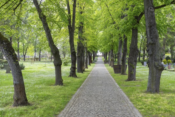 Linden avenue (Tilia) at the Trinitatisfriedhof in Riesa, Saxony, Germany, Europe