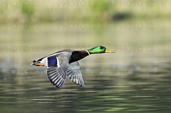 Mallard (Anas platyrhynchos), drake in flight, Switzerland, Europe