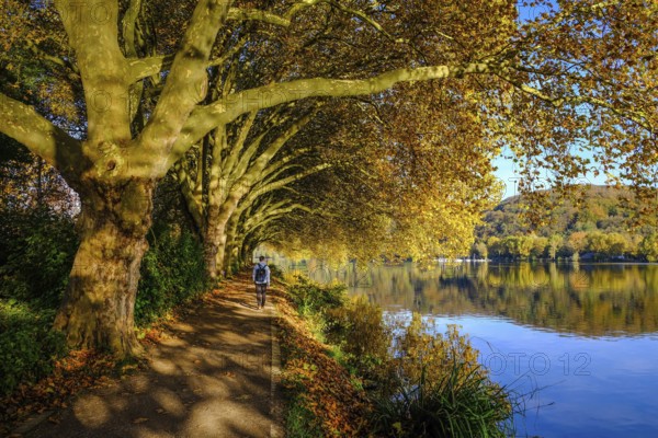 Essen, North Rhine-Westphalia, Germany - Golden autumn on Lake Baldeney