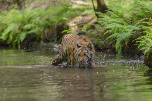 One young female Siberian Tiger, Panthera tigris altaica, walking thru the cool fresh water of a