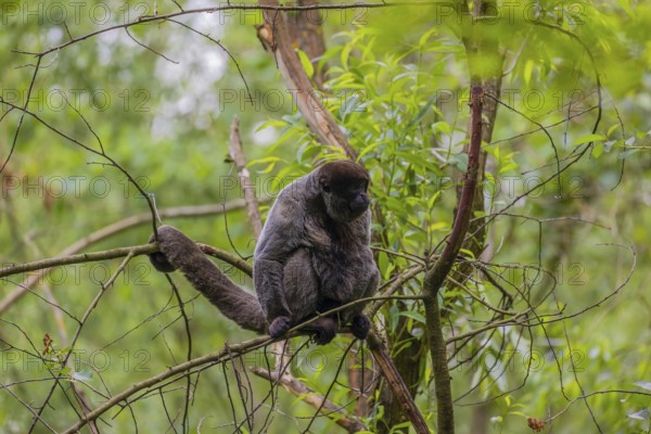 A common woolly monkey, brown woolly monkey, or Humboldt's woolly monkey (Lagothrix lagothricha)