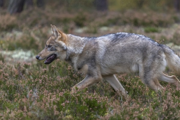 One young male eurasian gray wolf (Canis lupus lupus) running thru a forest with rocks and heather.