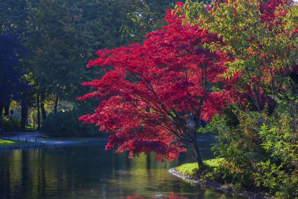 Prunus serrulata or Japanese cherry in autumn. Englischer Garten Munich