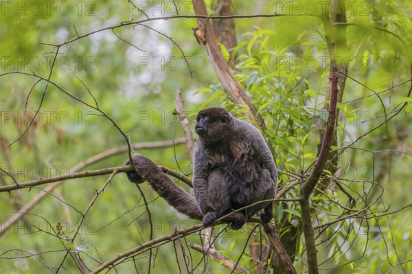 A common woolly monkey, brown woolly monkey, or Humboldt's woolly monkey (Lagothrix lagothricha)