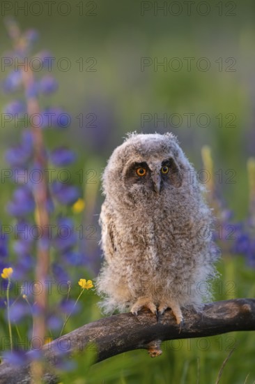 One young long-eared owl (Asio otus), sitting on a branch that is lying in a field of flowering