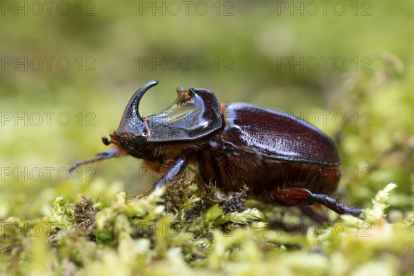Rhinoceros beetle (Oryctes nasicornis), male, Oberhausen, Ruhr area, North Rhine-Westphalia,