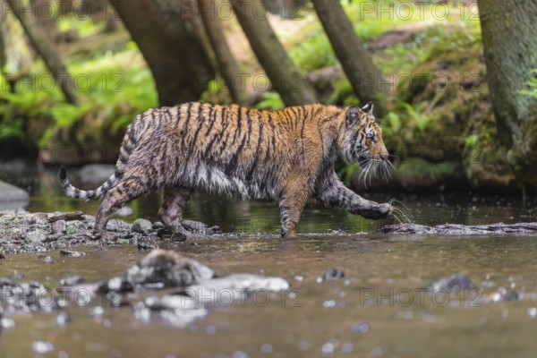 One young female Siberian Tiger, Panthera tigris altaica, walking thru the cool fresh water of a